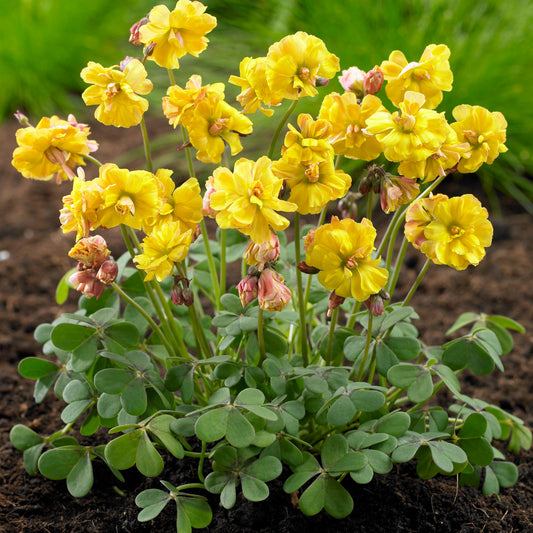 Oxalis 'Double Trouble' (x5) - Bakker