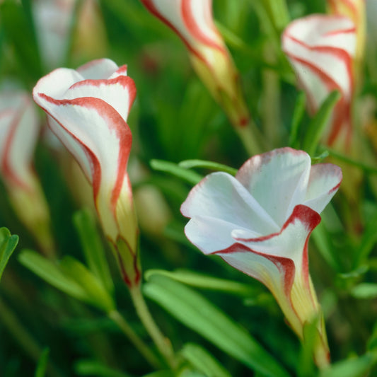 Oxalis ‘Versicolor’ (x15) - Bakker