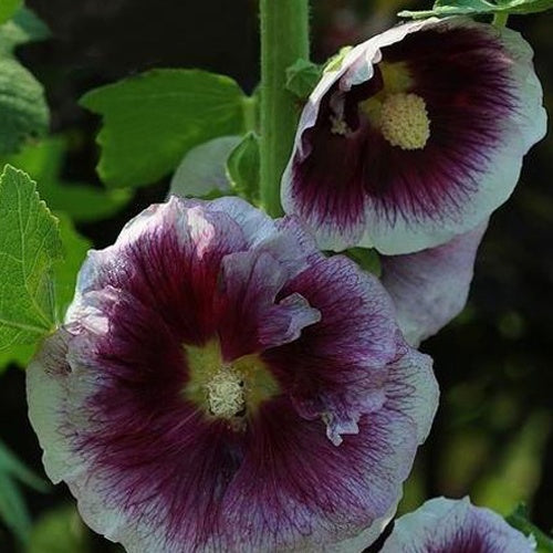 Stockrose Creme de Cassis - Bakker