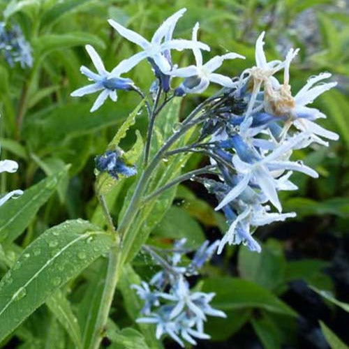 Blauer Stern - Bakker