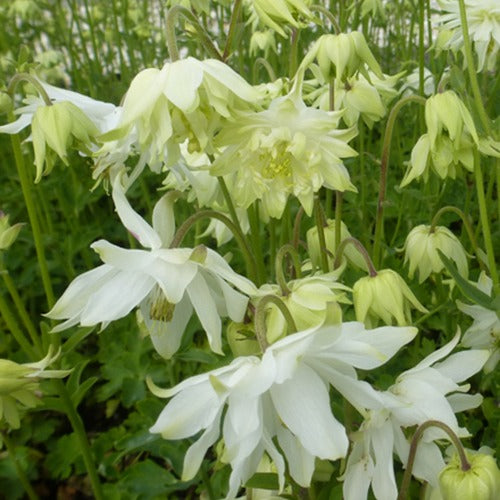 Akelei ‘White Barlow’ - Bakker