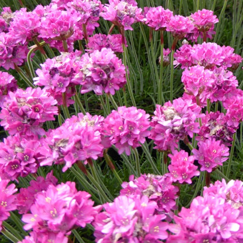Grasnelke 'Düsseldorfer Stolz' - Bakker