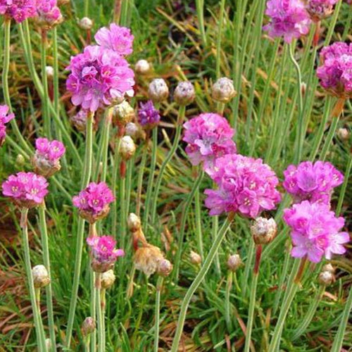 Spanischer Rasen Splendens Perfecta (x3) - Bakker