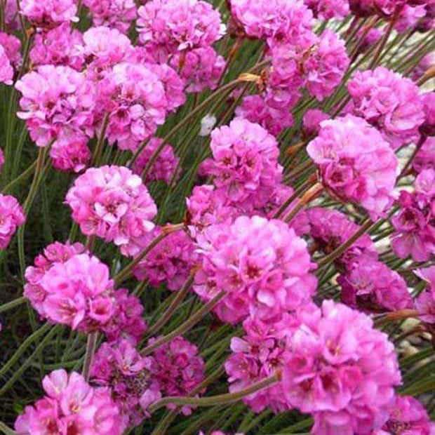 Grasnelke Rubrifolia - Bakker