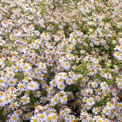 Myrten Aster 'Erlkönig' - Bakker