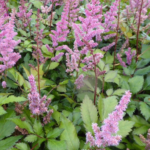 Astilbe Hybrid Maggie Daley - Bakker