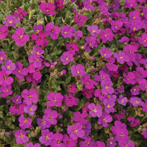 Blaukissen ‘Regado Red’ - Bakker