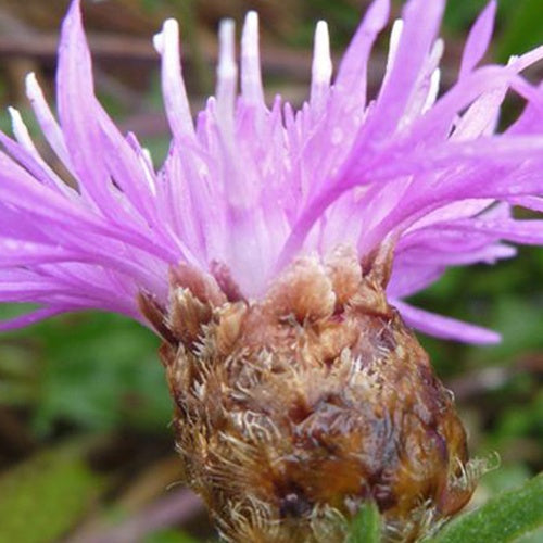 Jakobs-Flockenblume (x3) - Bakker