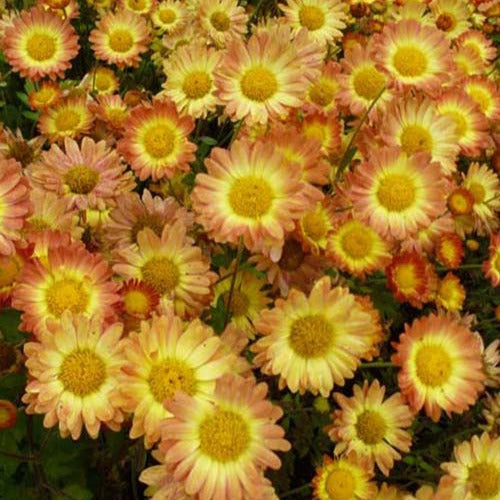 Chrysantheme Letzte Sonne - Bakker