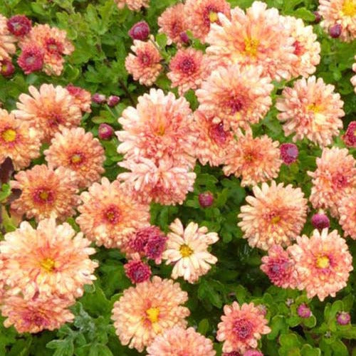 Herbst-Chrysantheme, 'Herbstbrokat' - Bakker