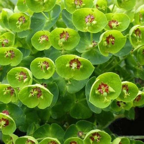 Martins Euphorbia Baby Charm - Bakker