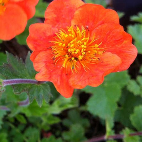 Garten-Binse Sigiswang - Bakker