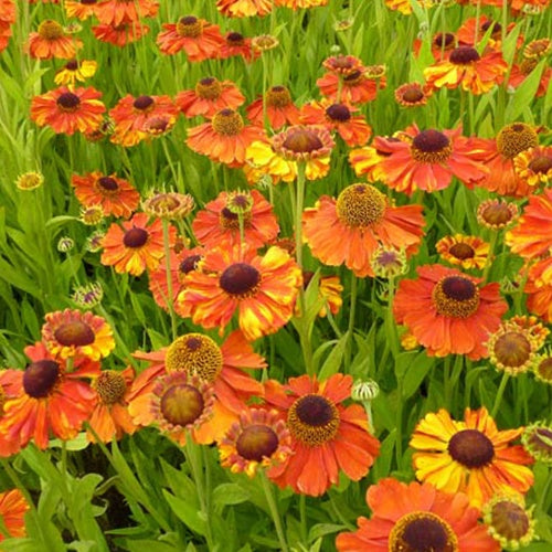 Sonnenbraut Sahins Early Flowerer ® - Bakker