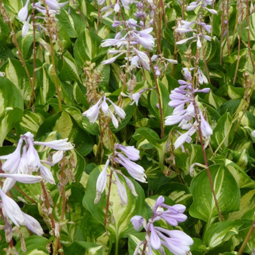Hosta Zentrum der Aufmerksamkeit - Bakker