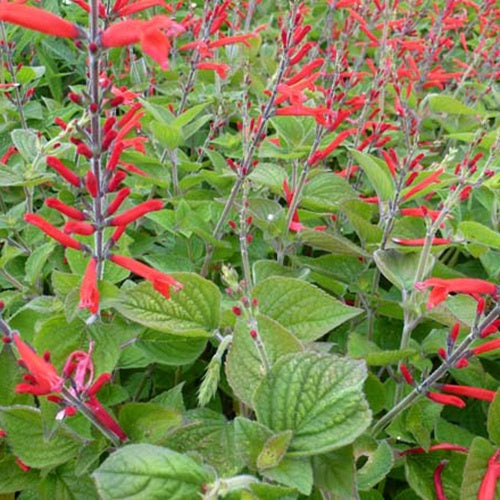 Salbei-Ananas Scarlet Pineapple - Bakker