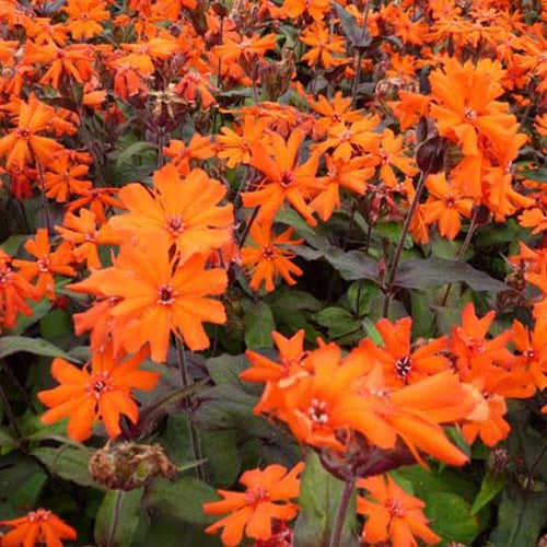 Lychnis Arkwrightii Vesuvius (x3) - Bakker