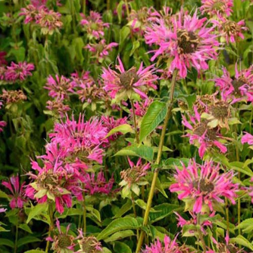 Indianernessel ‘Marshall’s Delight’ - Bakker
