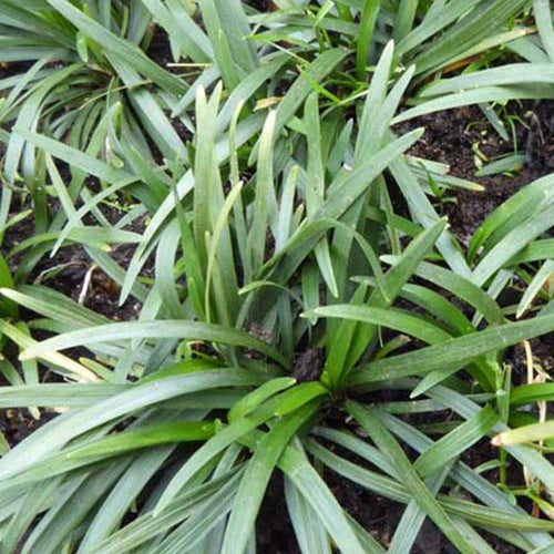 Ophiopogon japonicus - Bakker