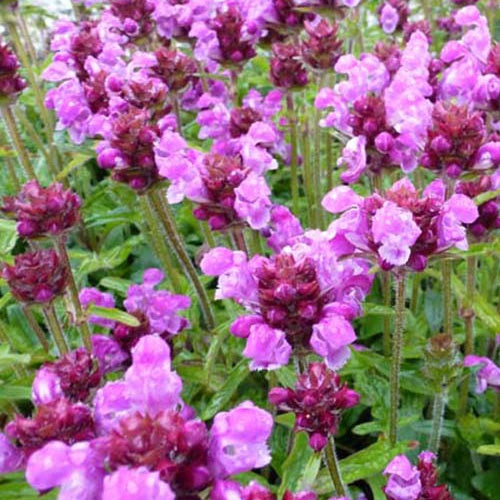 Großblütige Schlehe Altenberg Rosa - Bakker