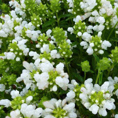 Großblütige Braunelle 'Loveliness' - Bakker