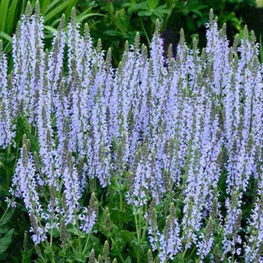 Steppen-Salbei ‘Crystal Blue’ - Bakker