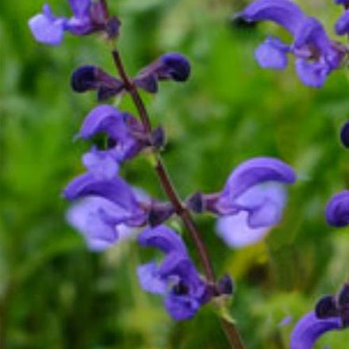 Wiesensalbei Twilight Serenade - Bakker