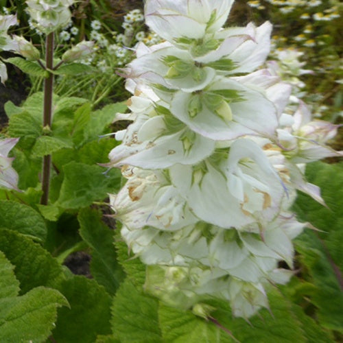 Salvia sclarea vatican white - Muskatellersalbei Vatican White - Salbei