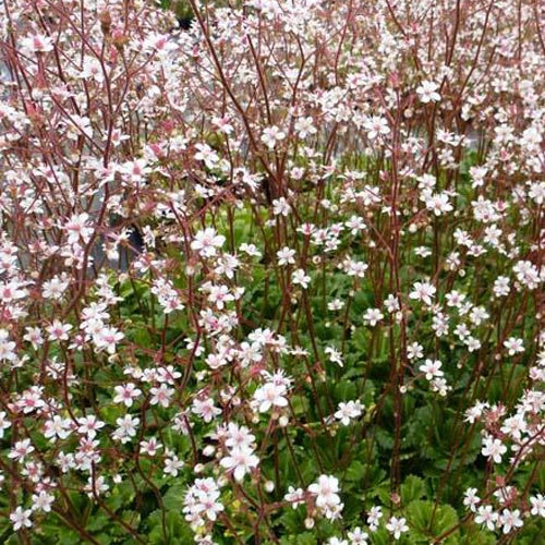 Schatten-Steinbrech Variegata - Bakker