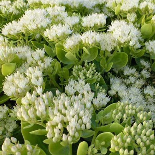 Sedum auffällig Eisberg Auffälliger Knabenkraut Eisberg - Bakker