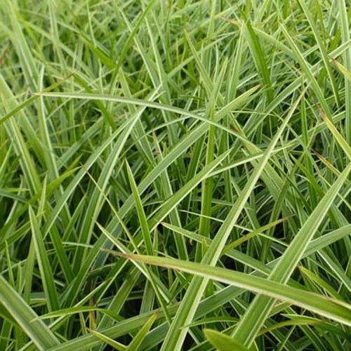 Japansegge Gilt - Bakker
