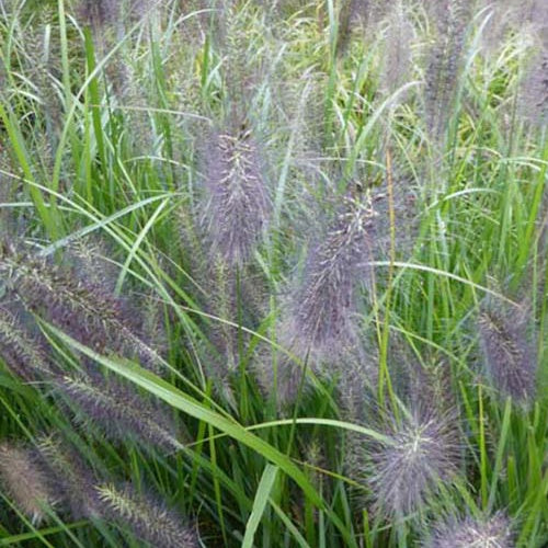 National Arboretum Abstrichgras - Bakker