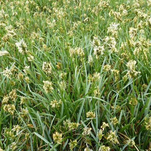 Moor-Blaugras - Bakker