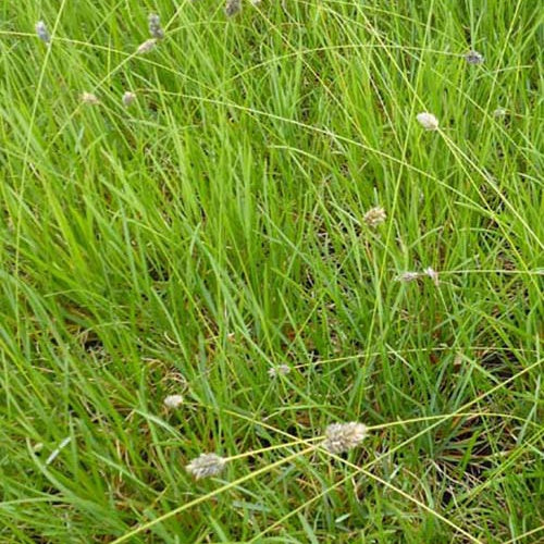 Sesleria Heufleriana - Bakker