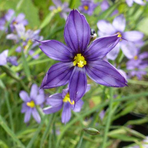 Blaue Binsenlilie - Bakker