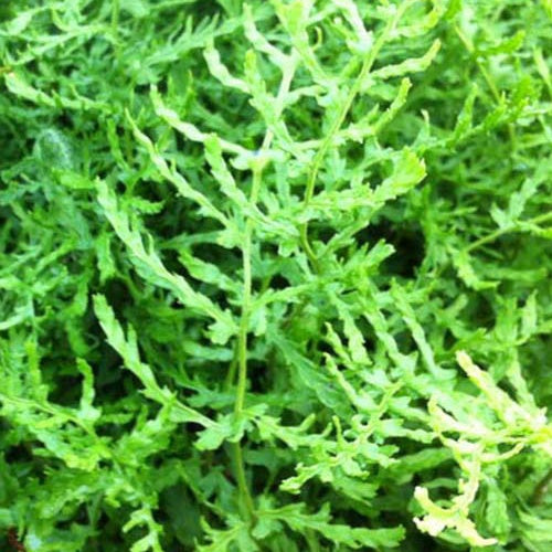 Dryopteris filix-mas linearis polydactyla - Männlicher Farn Linearis Polydactyla - Farne