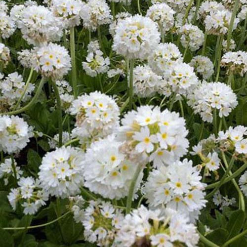 Kugel-Primel Alba - Bakker