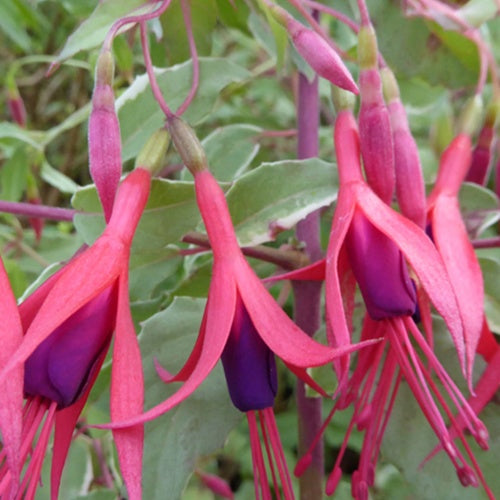Magellansche Fuchsie Tricolor Panaschierte rustikale Fuchsie - Bakker