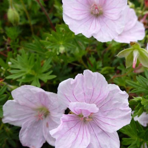 Blutgeranie Staudengeranie Apfelblüte - Bakker