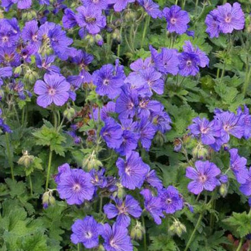Prachtvolle Geranie Anemoneflorum Staudengeranie mit Anemonenblüten - Bakker