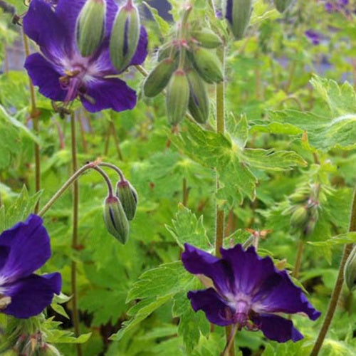 Braune Geranie Klepper mit violetten Blüten - Bakker