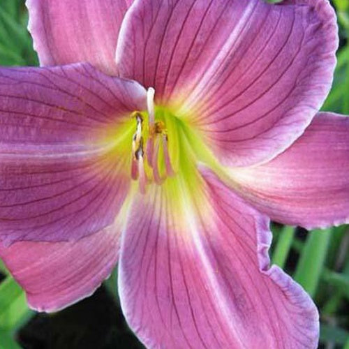 Hemerocallis Indian Giver Lilie eines Tages - Bakker