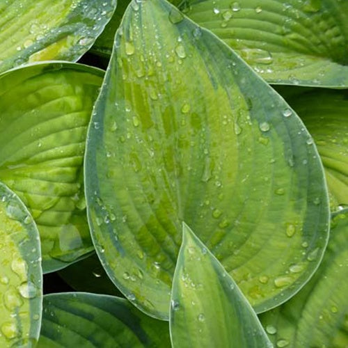 Hosta Bright Lights Funkia - Bakker