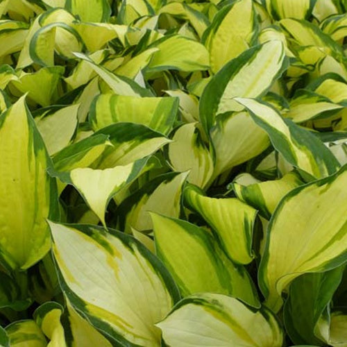 Hosta Color Festival Funkia - Bakker