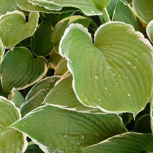 Hosta Frosted Jade Funkia - Bakker