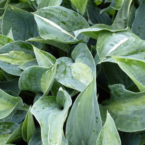 Hosta Kiwi Full Monty Funkia - Bakker