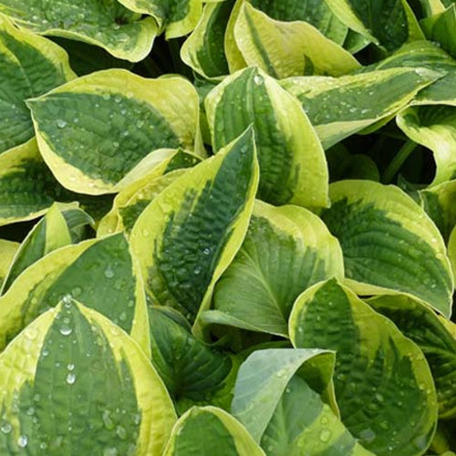 Hosta Mama Mia Funkia - Bakker