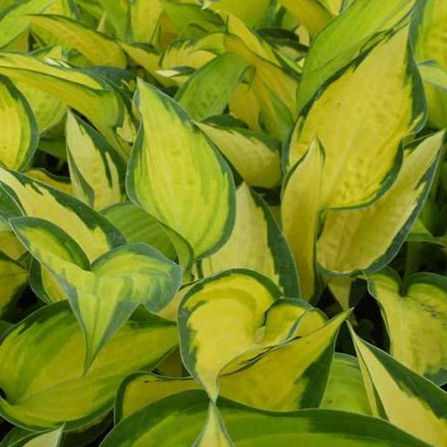 Hosta Orange Marmelade Funkia - Bakker