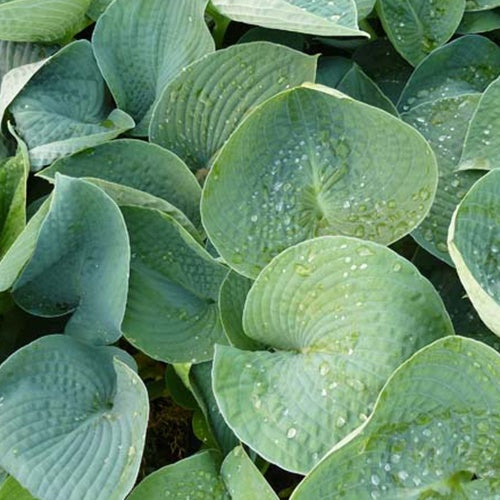 Hosta Ryans Big One Funkia - Bakker