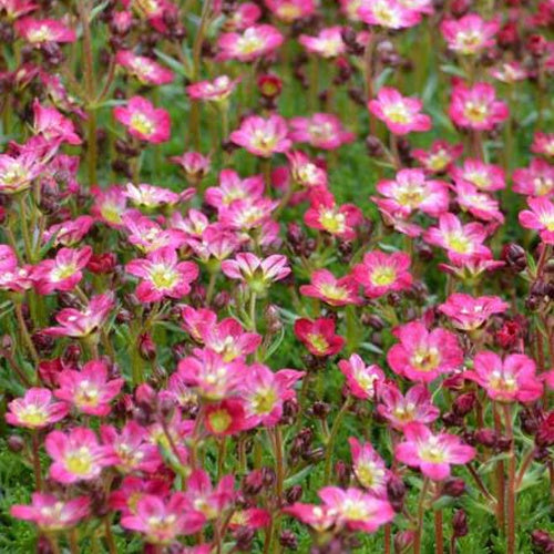 Moos-Steinbreche 'Pixie' - Bakker