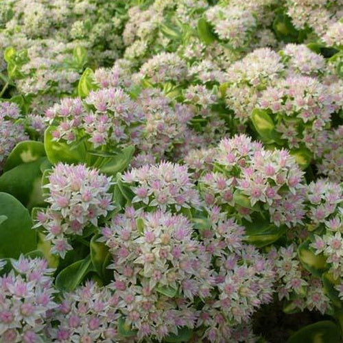 Knabenkraut Mediovariegatum Hylotelephium Variegatum - Bakker